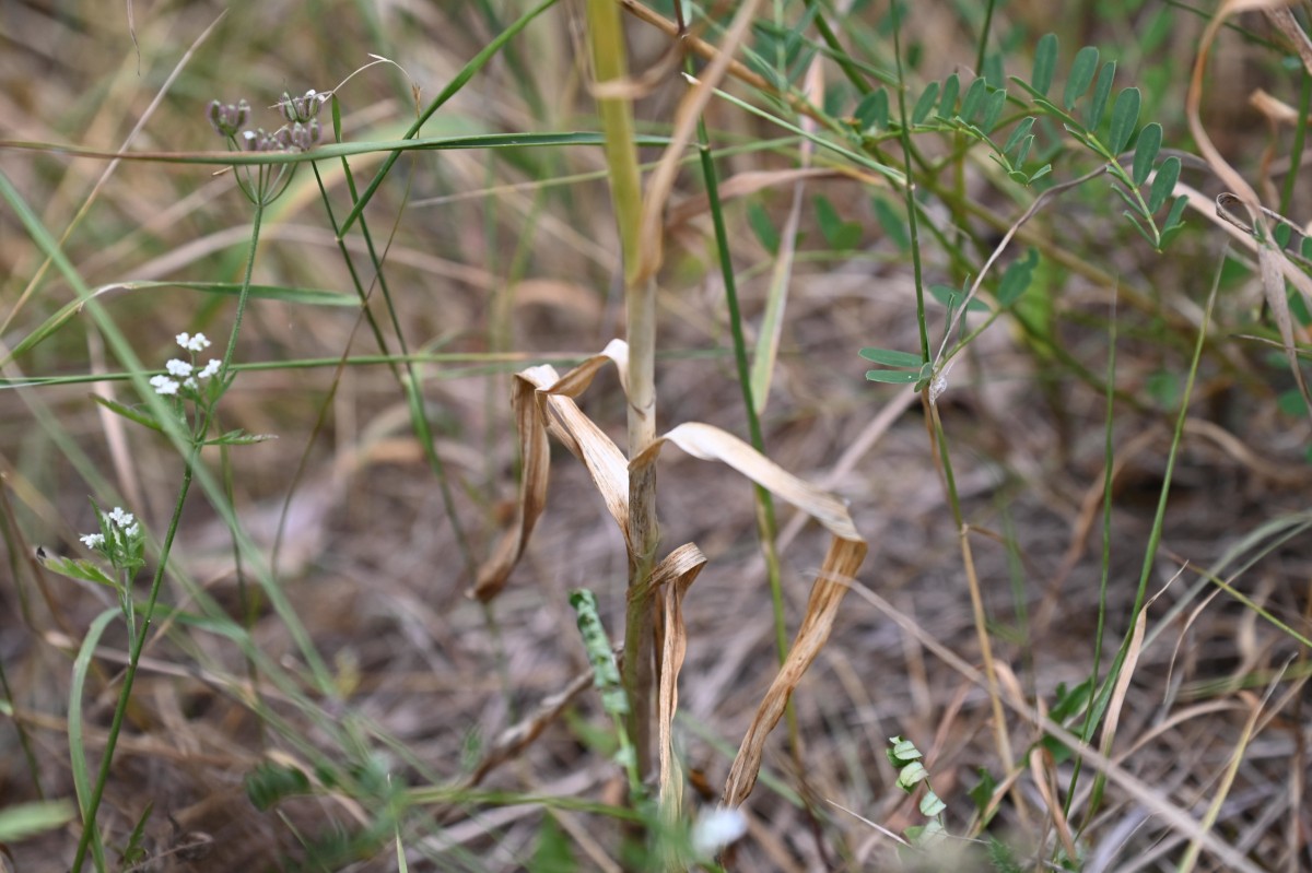 D78_7350.jpg