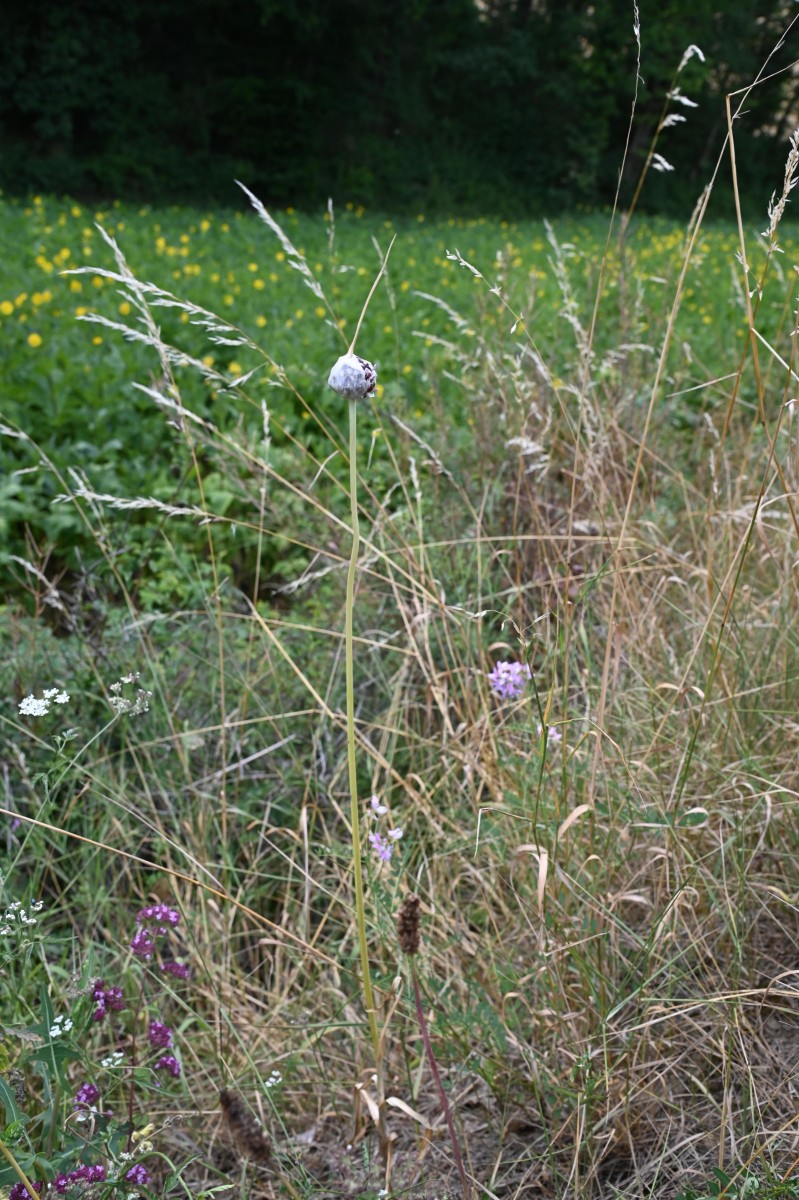 D78_7351.jpg