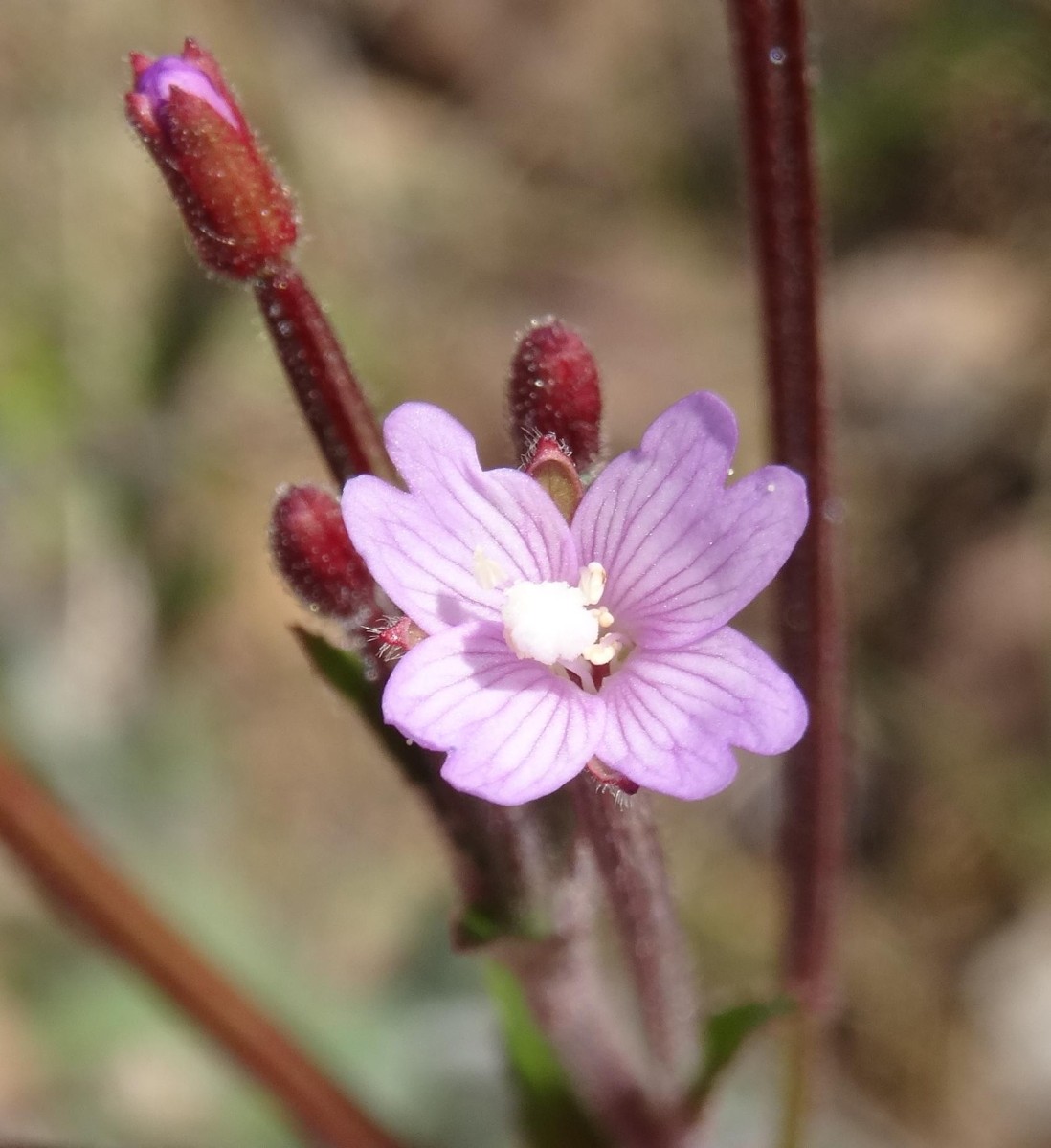 (2) Blüte.jpg