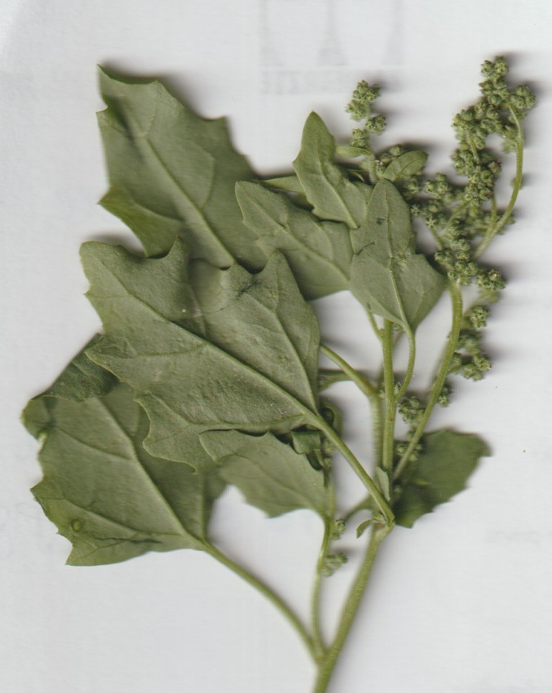 chenopodium 002.jpg