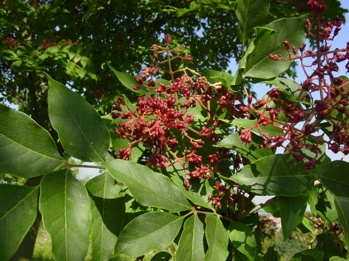 Tetradium danielii (Euodia hupehensis) RUT Gochsheim S1.JPG