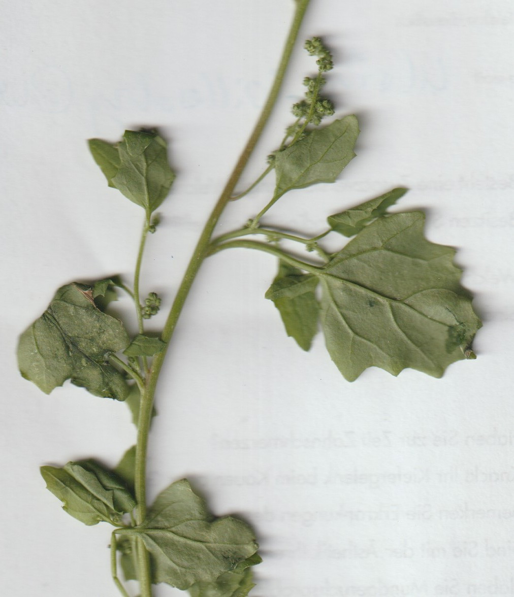 chenopodium 003.jpg