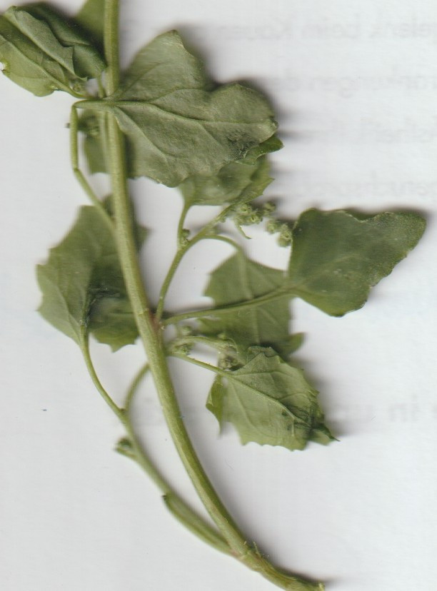 chenopodium 004.jpg