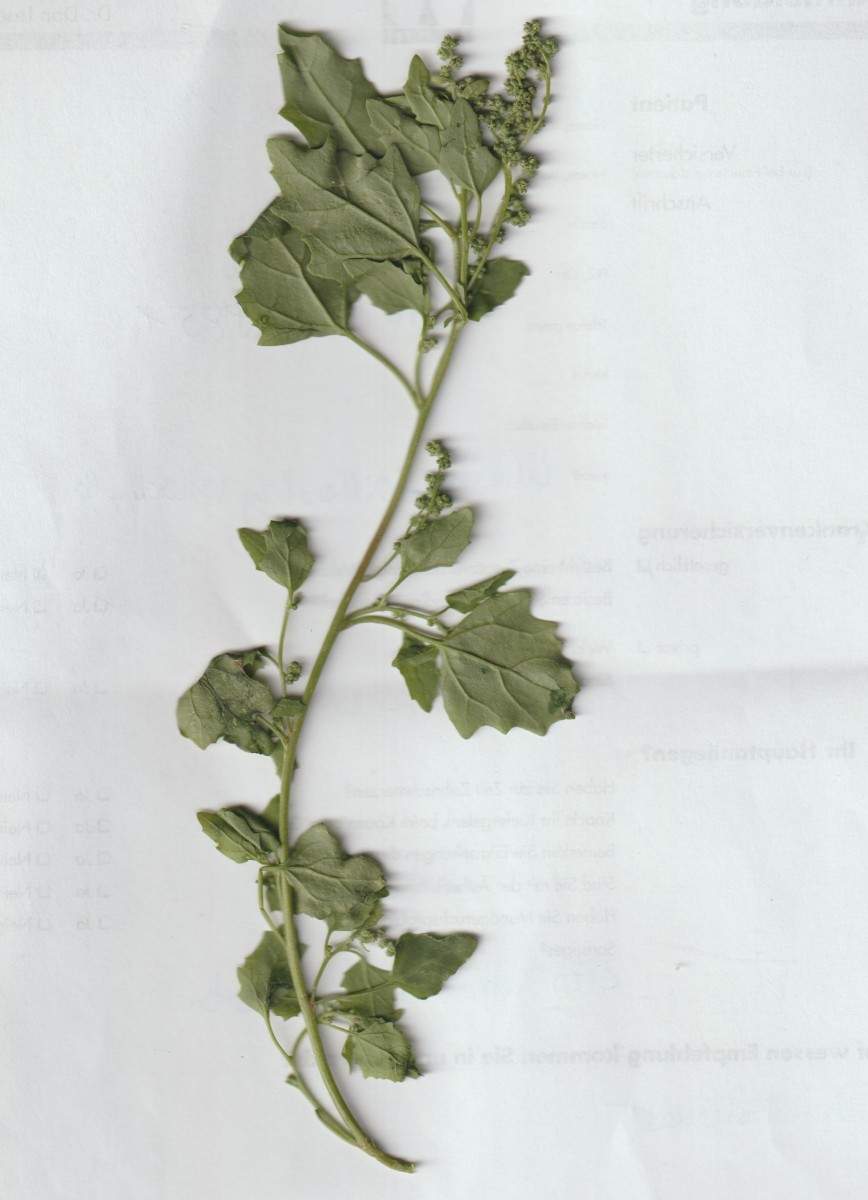 chenopodium ganz 001.jpg