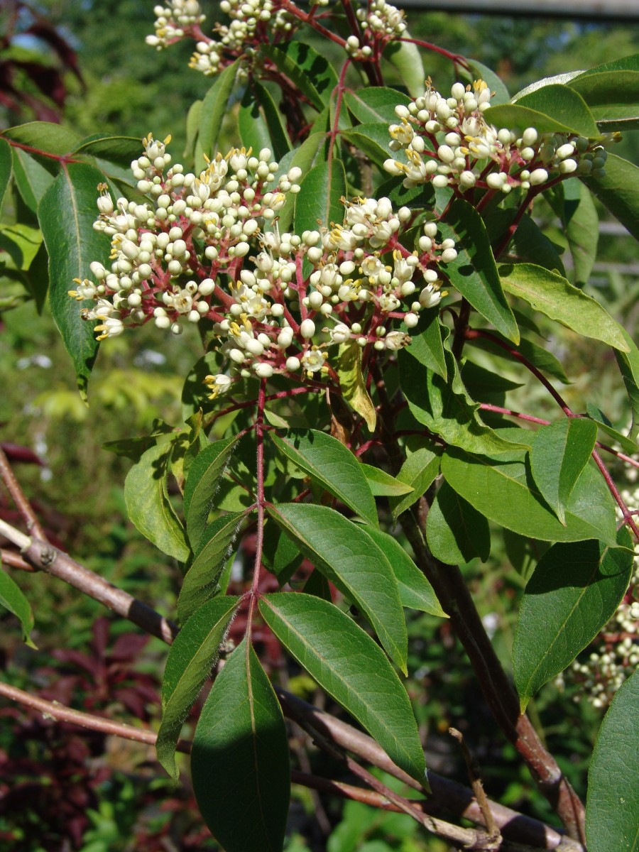 Tetradium danielii (Euodia hupehensis) Steinacker G11.jpg