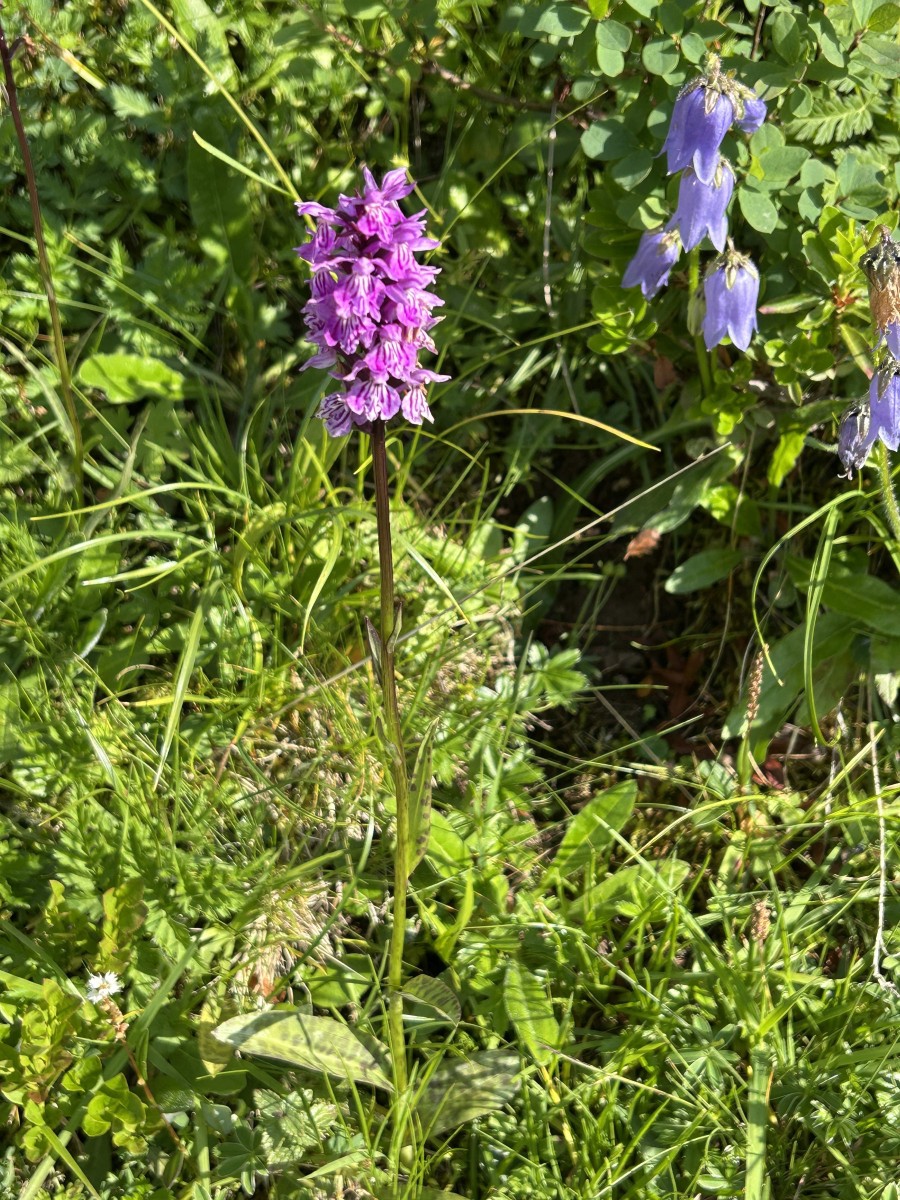 IMG_5363.JPG