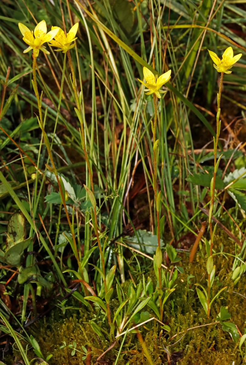 Saxifraga hirculus MaraisDesAmburnex A04.jpg