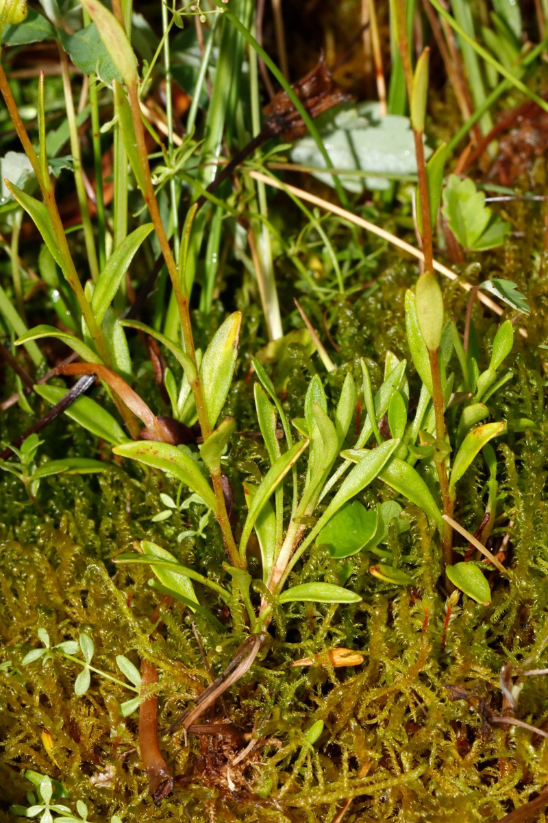 Saxifraga hirculus MaraisDesAmburnex A10.jpg