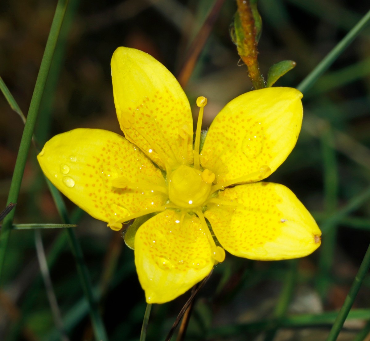 Saxifraga hirculus MaraisDesAmburnex A21.jpg