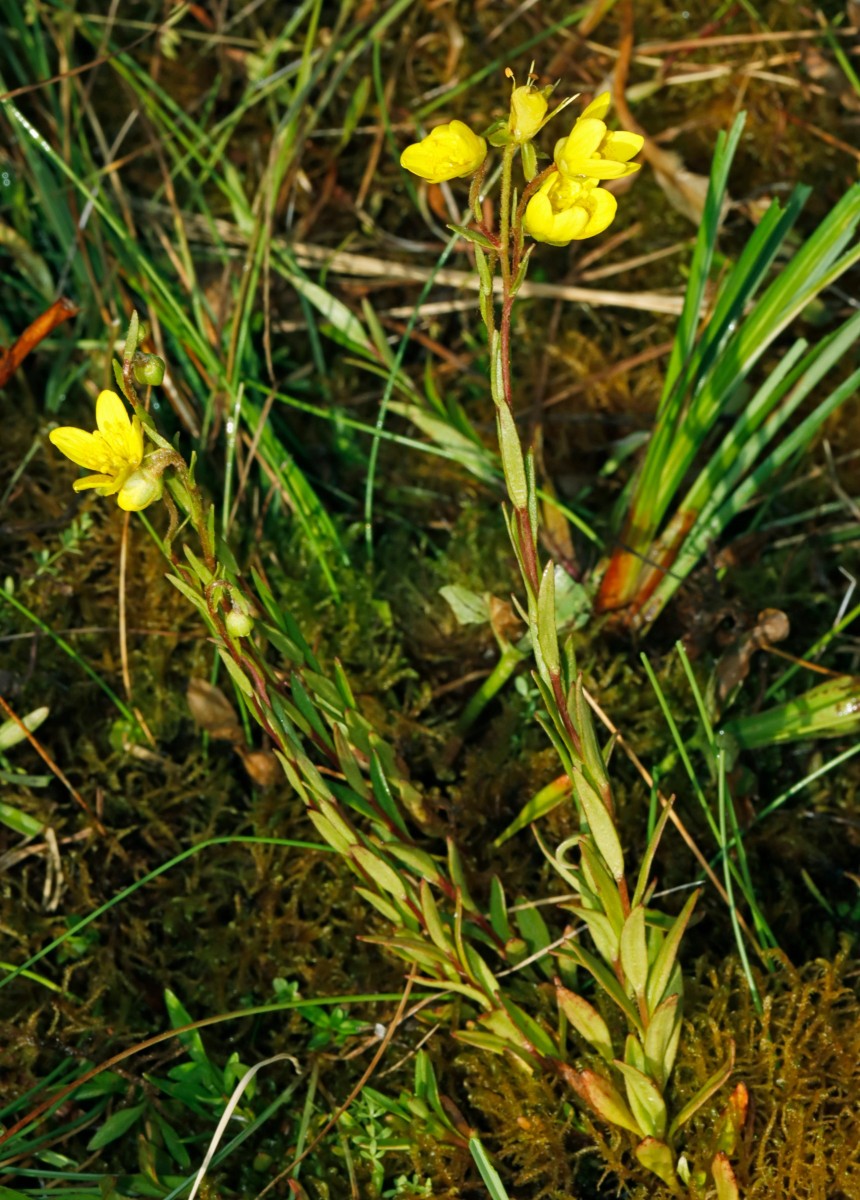 Saxifraga hirculus MaraisDesAmburnex A22.jpg