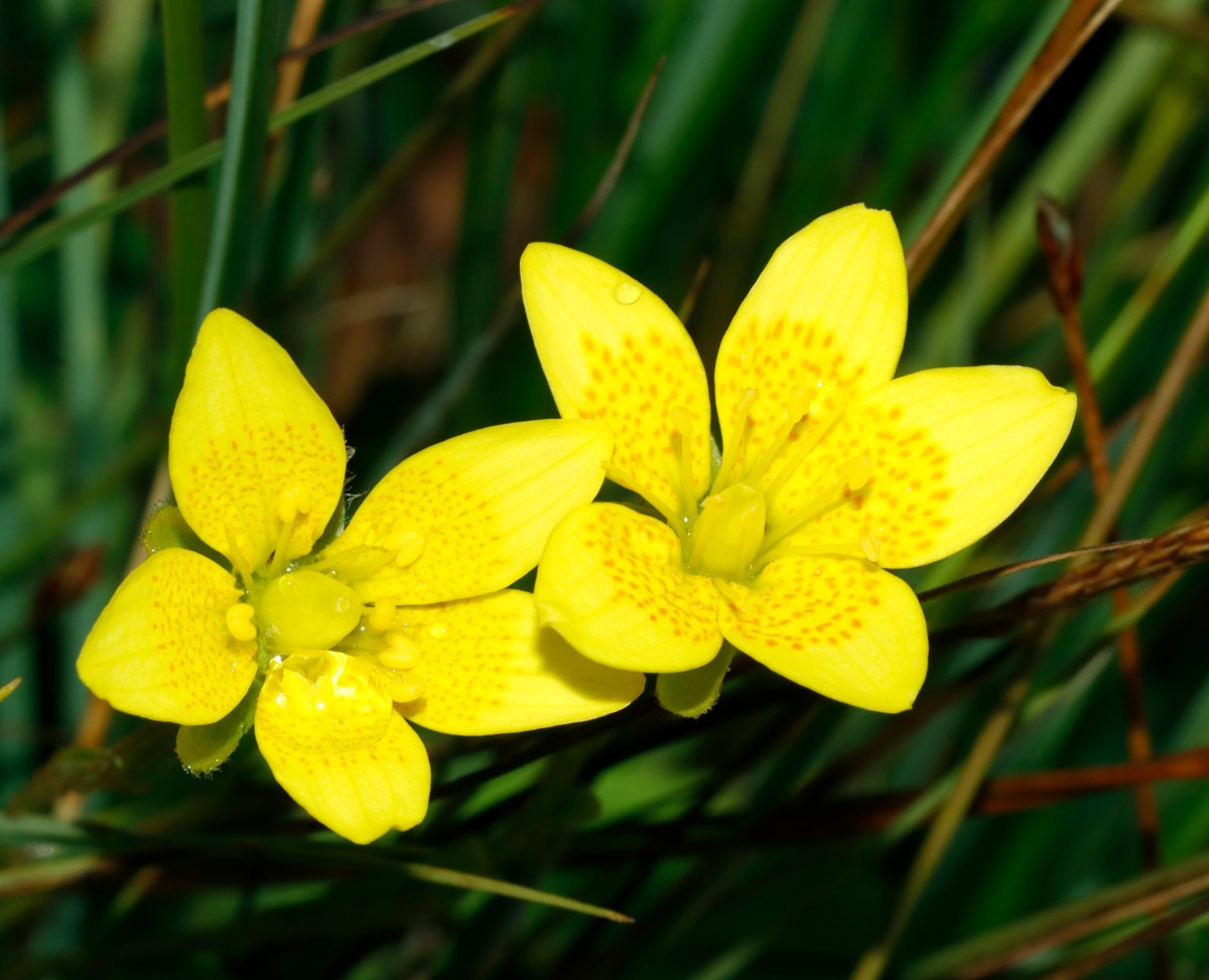 Saxifraga hirculus MaraisDesAmburnex A26.jpg
