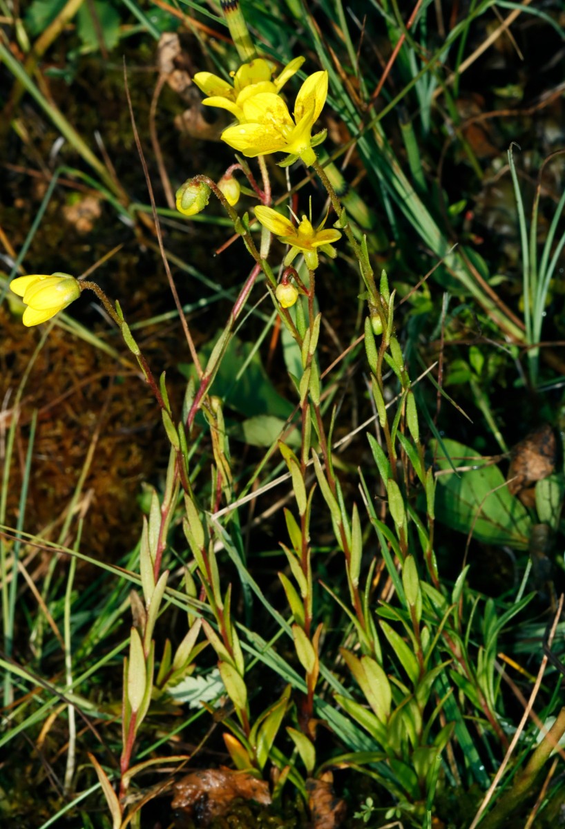Saxifraga hirculus MaraisDesAmburnex A32.jpg