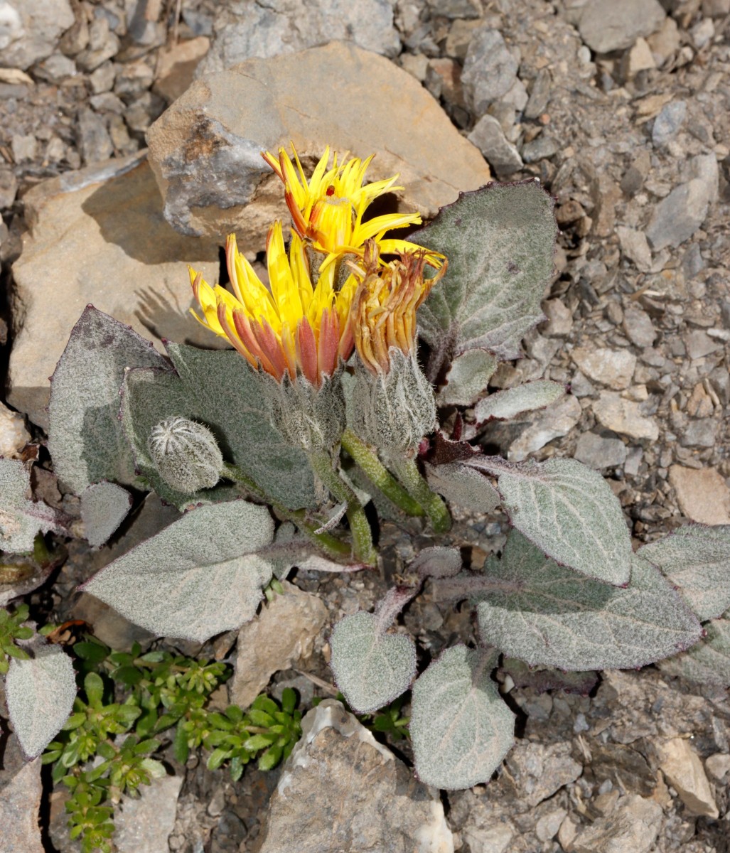 Crepis pygmaea ColBonette 2850m A03.jpg