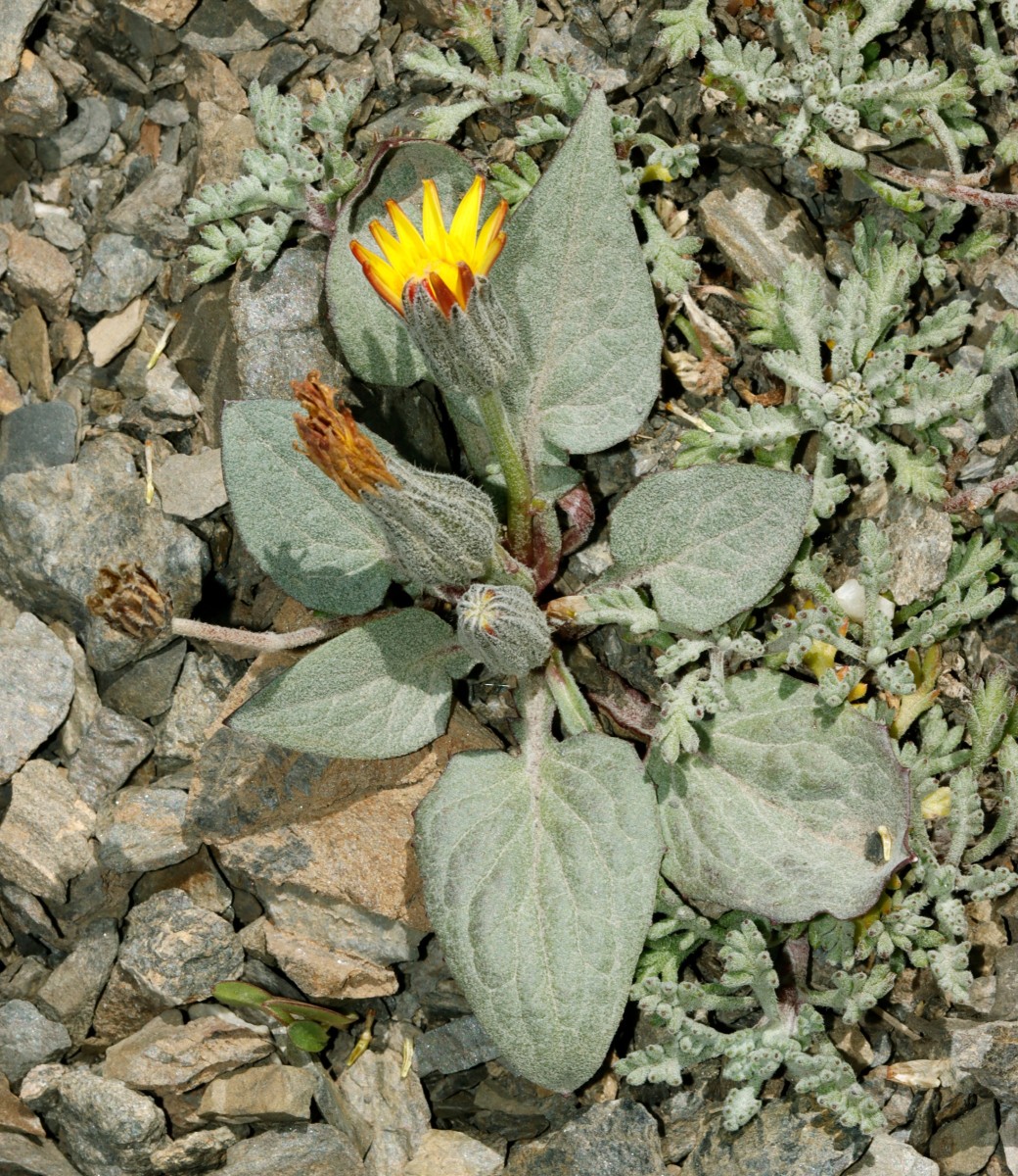 Crepis pygmaea ColBonette 2850m A05.jpg