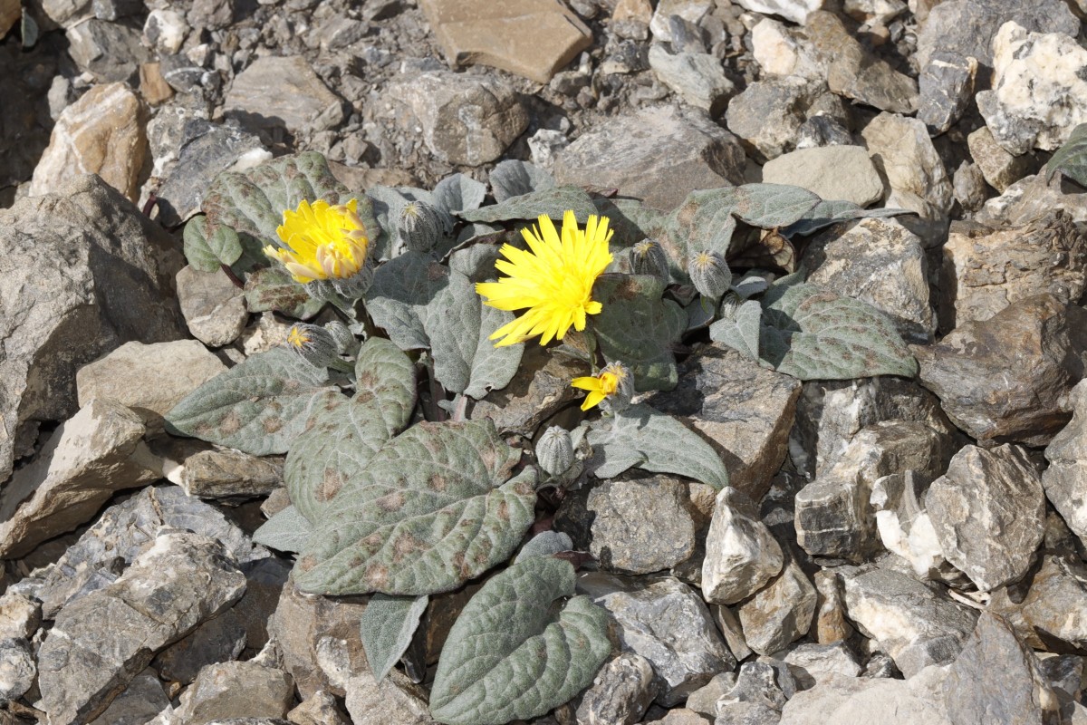 Crepis pygmaea ColBonette 2850m A09.jpg