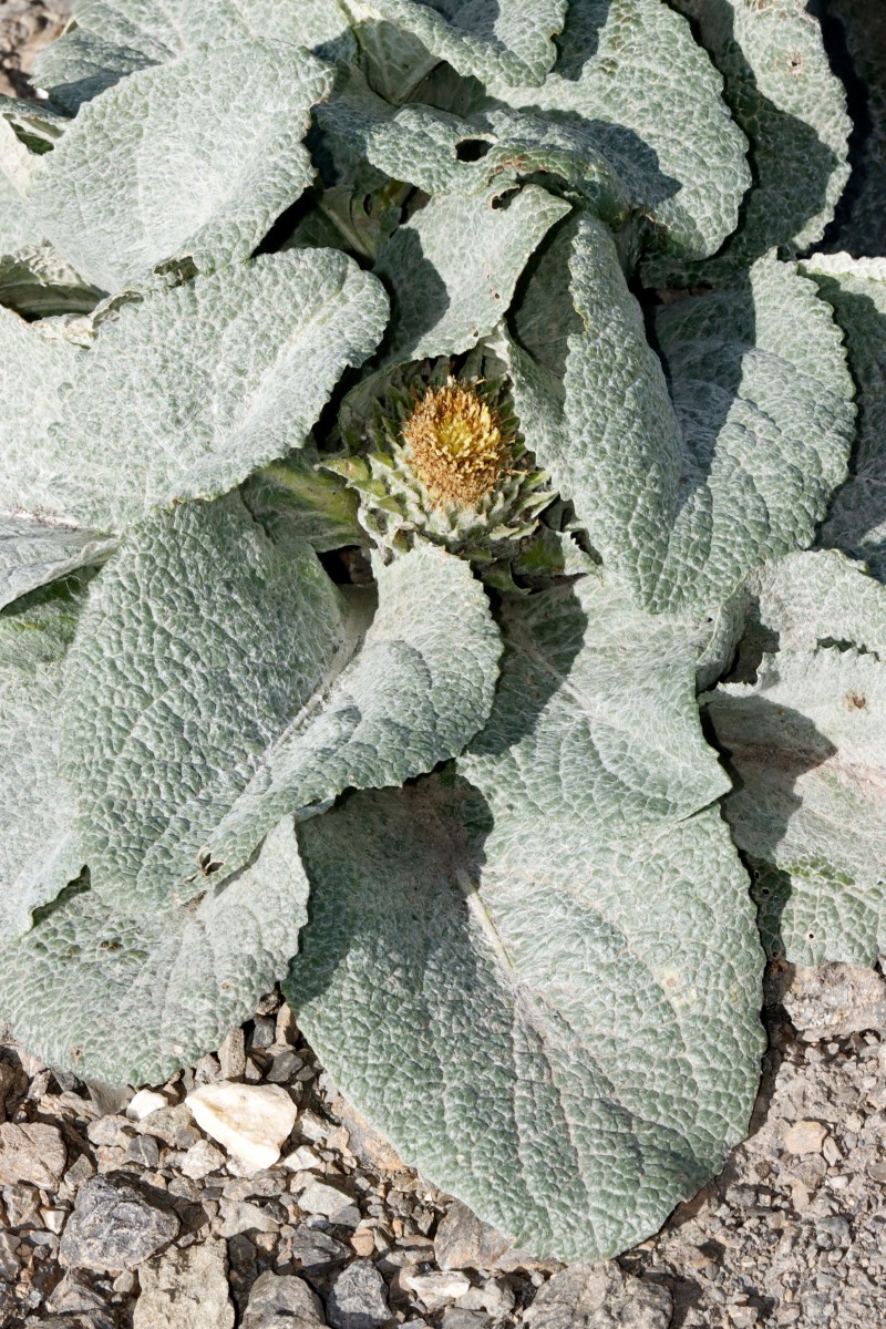 Berardia subacaulis ColBonette 2850m A02.jpg