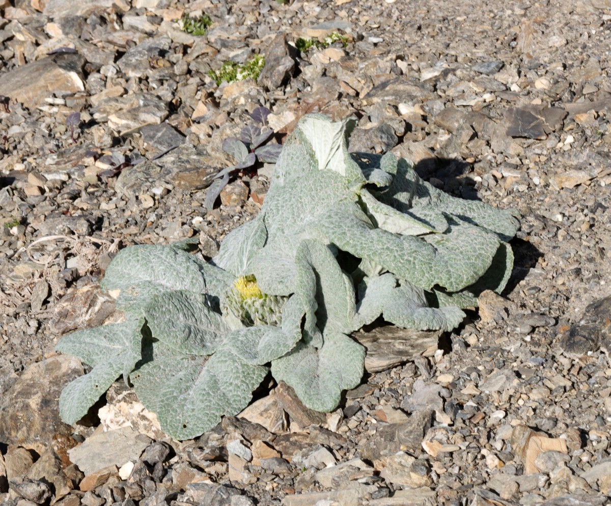 Berardia subacaulis ColBonette 2850m A04.jpg