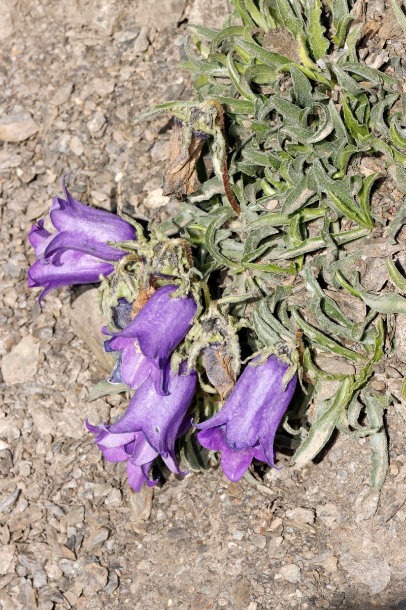Campanula alpestris ColBonette 2850m A06.jpg