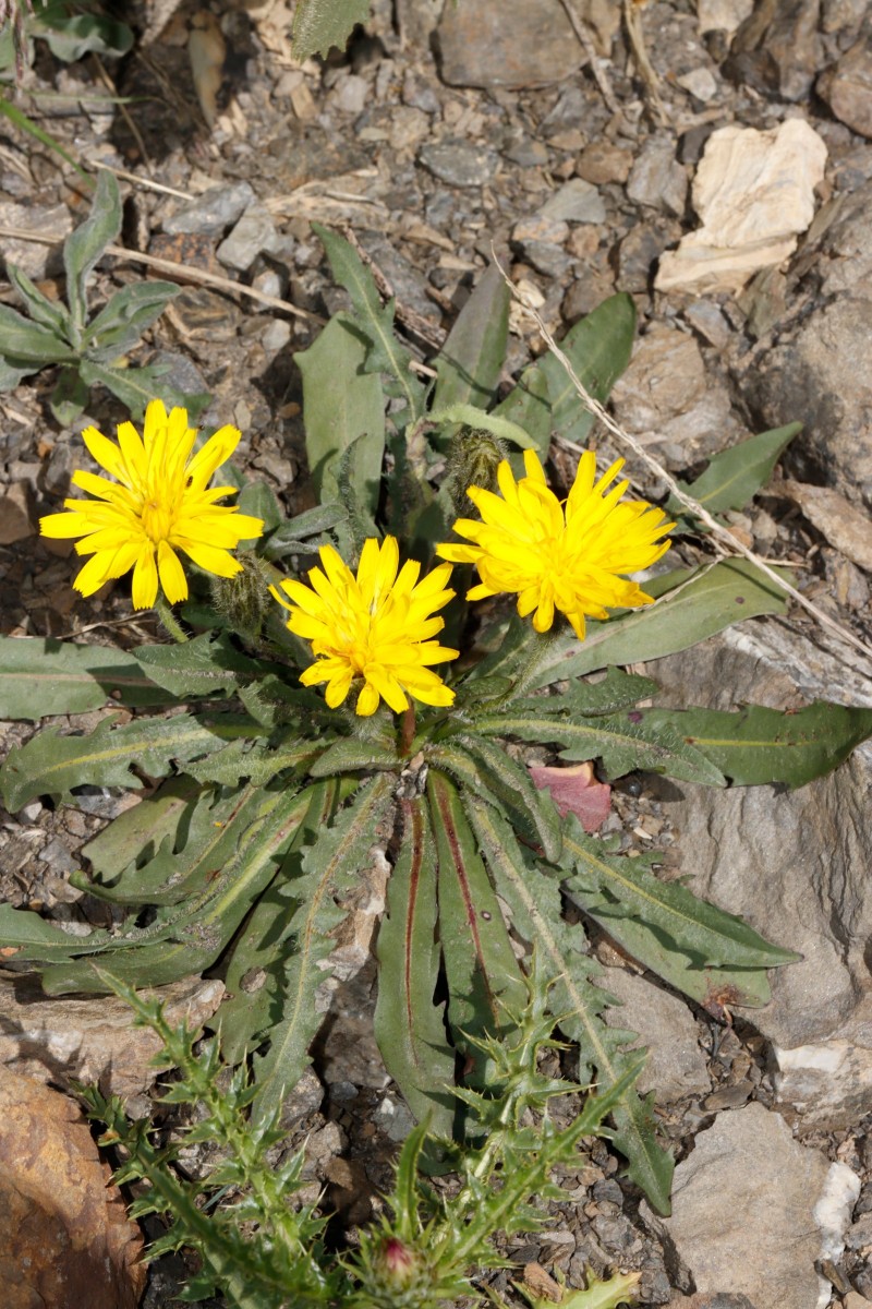Leontodon montanus 2 ColBonette 2850m A02.jpg