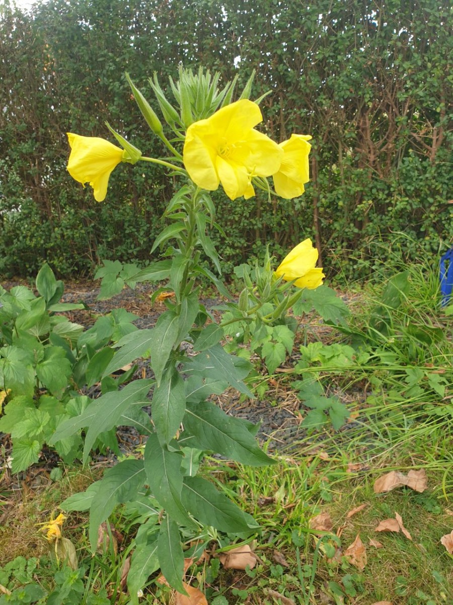 Oenothera.jpg