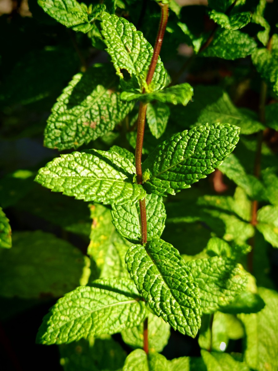 IMG_20250716_183638.jpg