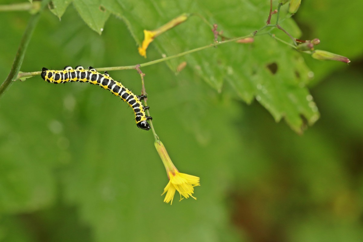 IMG_7930p.JPG (526.29 KiB) 997 mal betrachtet IMG_7930p.JPG