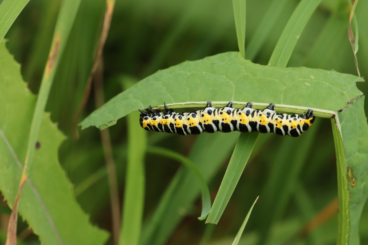 IMG_8270.JPG (569.61 KiB) 997 mal betrachtet IMG_8270.JPG