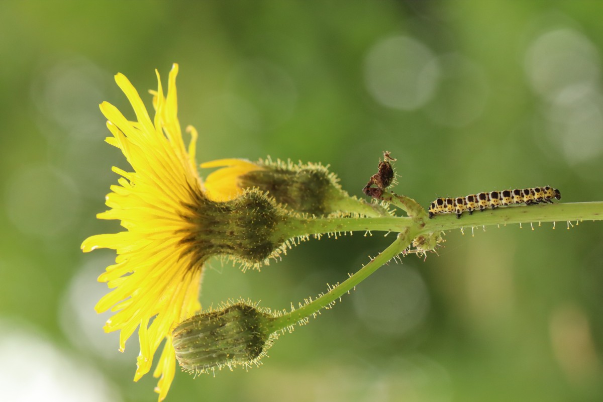 IMG_8275.JPG (553.1 KiB) 997 mal betrachtet IMG_8275.JPG