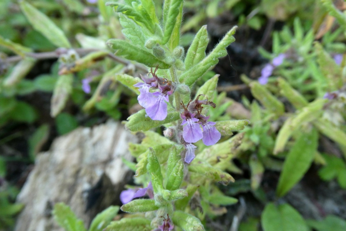 Teucrium scordium 1.JPG