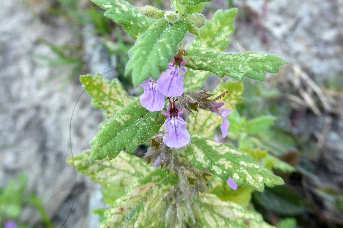 Teucrium scordium 3.JPG