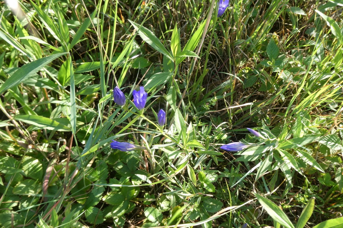 Gentiana pneumonanthe 1.JPG