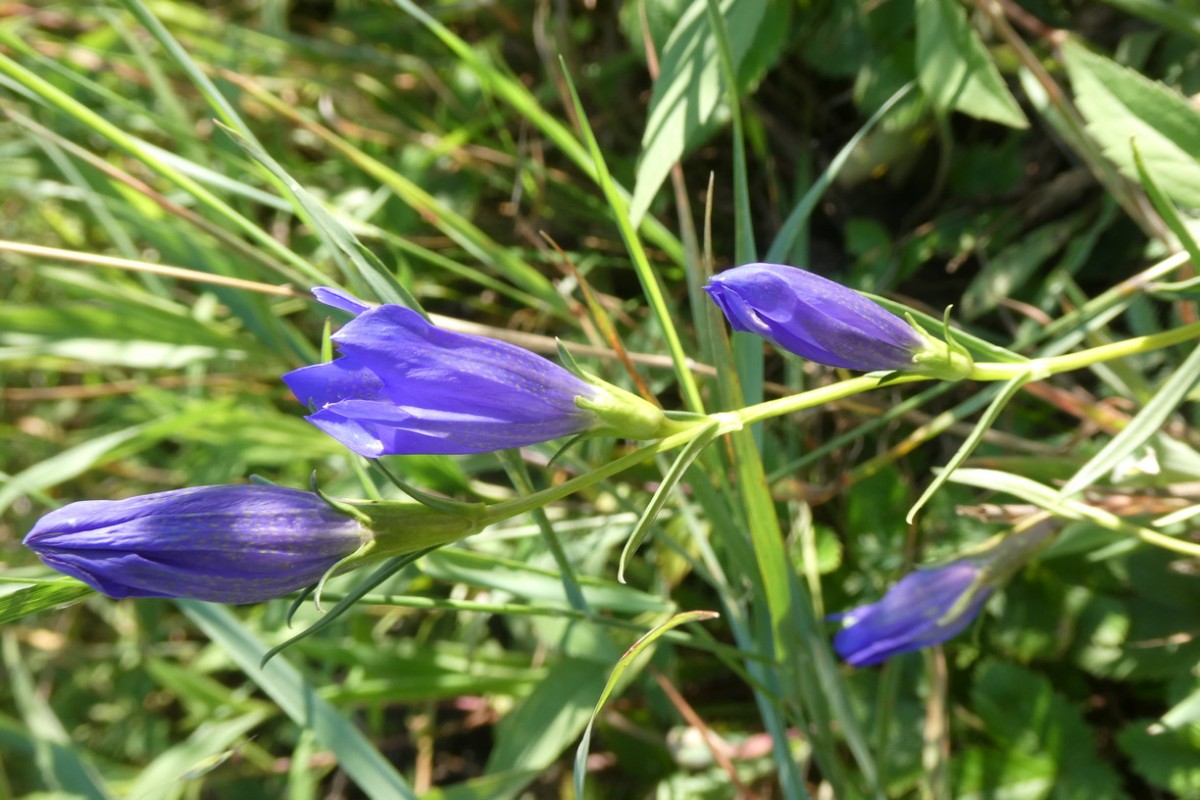 Gentiana pneumonanthe 2.JPG