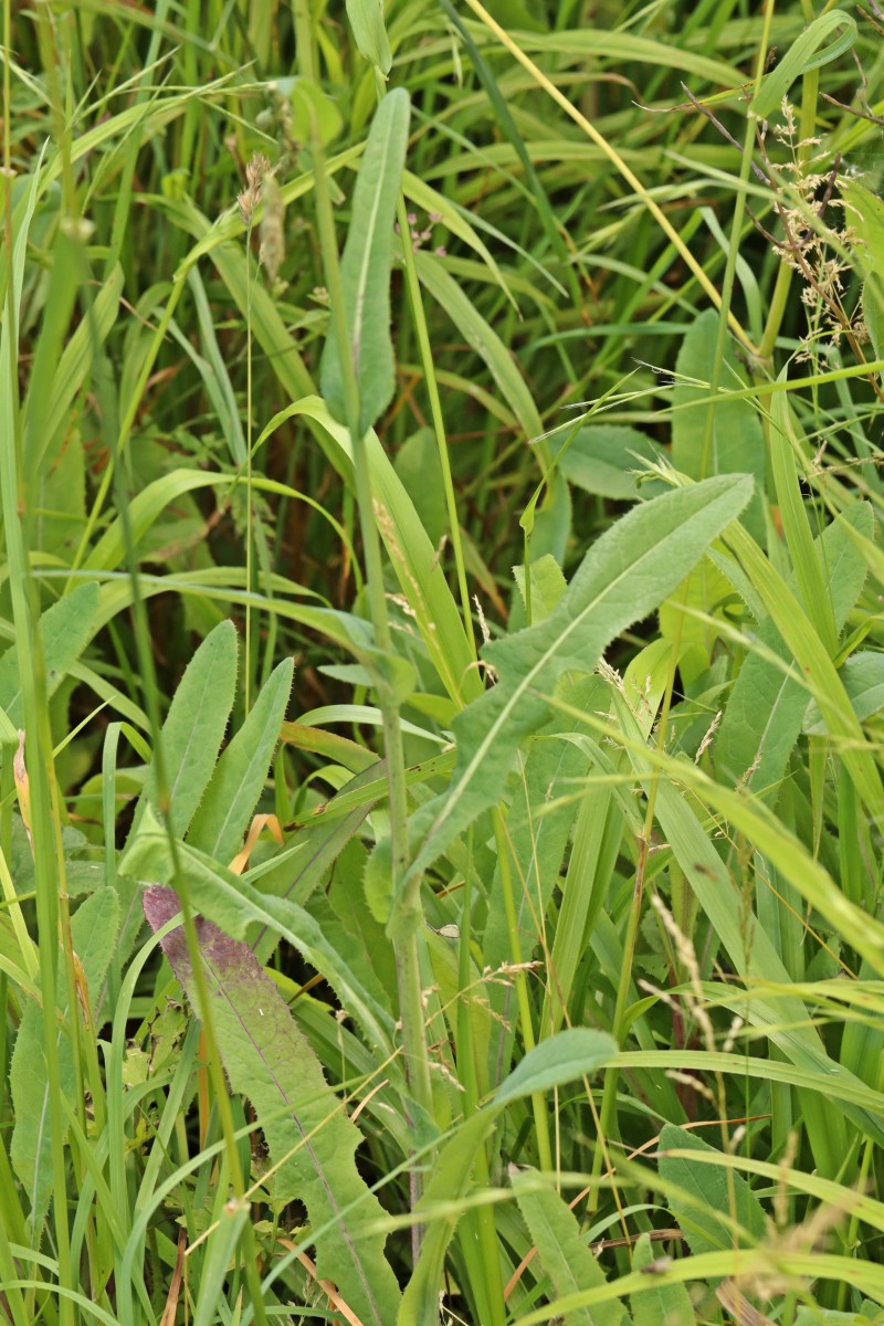 IMG_8329p.JPG (1021.23 KiB) 910 mal betrachtet IMG_8329p.JPG