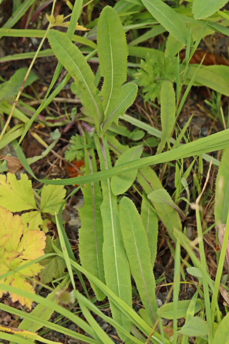 IMG_8332p.JPG (868.34 KiB) 910 mal betrachtet IMG_8332p.JPG