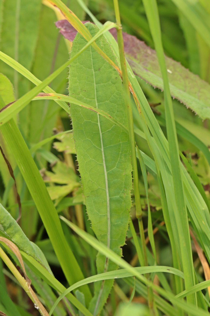 IMG_8333p.JPG (685.33 KiB) 910 mal betrachtet IMG_8333p.JPG