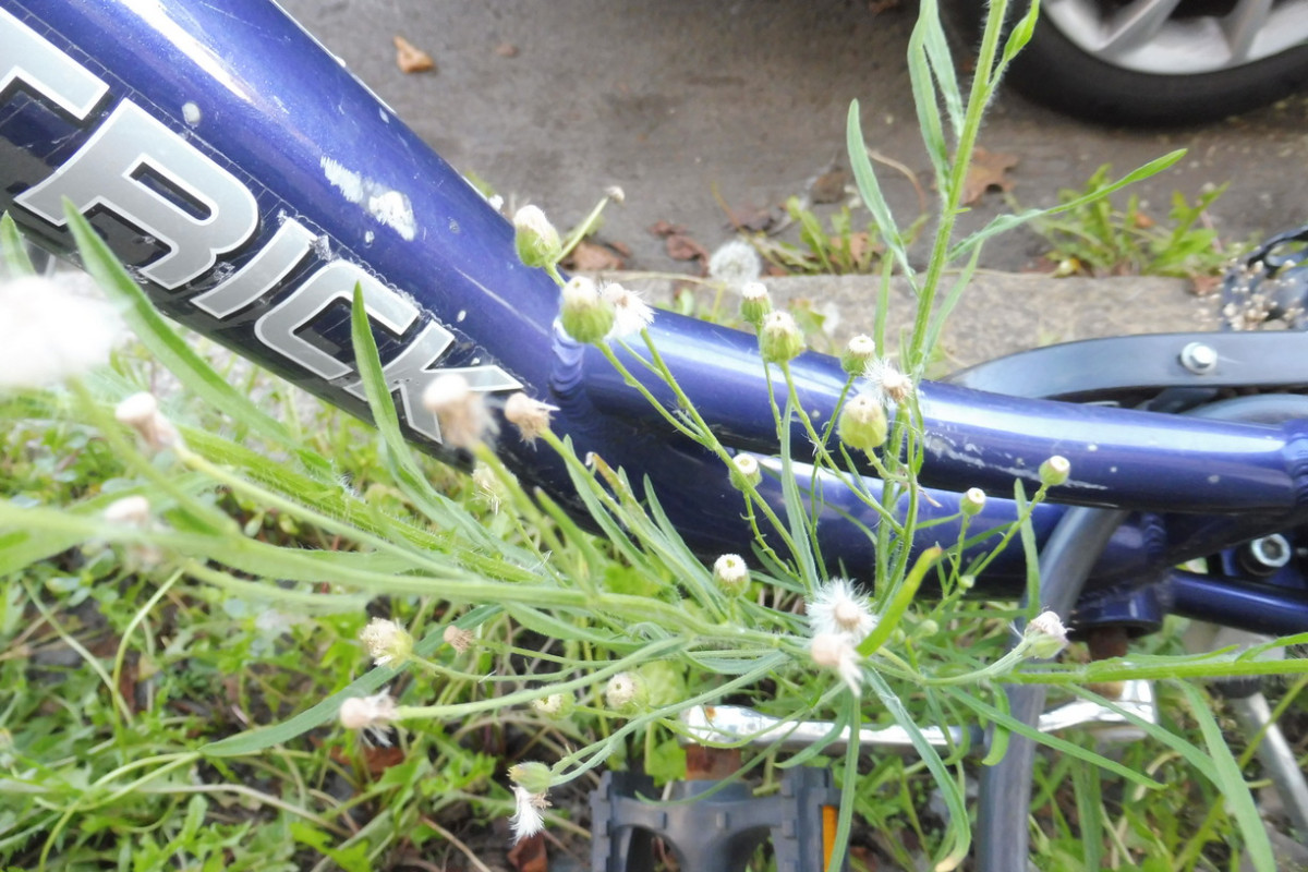 Erigeron bonariensis Südamerikanischer Katzenschweif 2.JPG