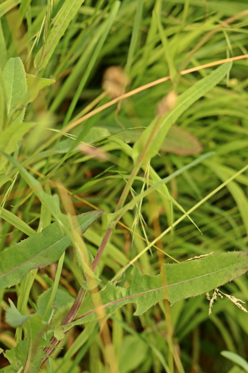 IMG_8361p.JPG (712.76 KiB) 910 mal betrachtet IMG_8361p.JPG