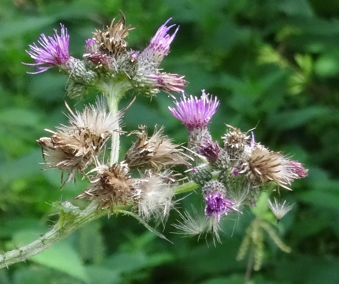 (2) Blüten.jpg