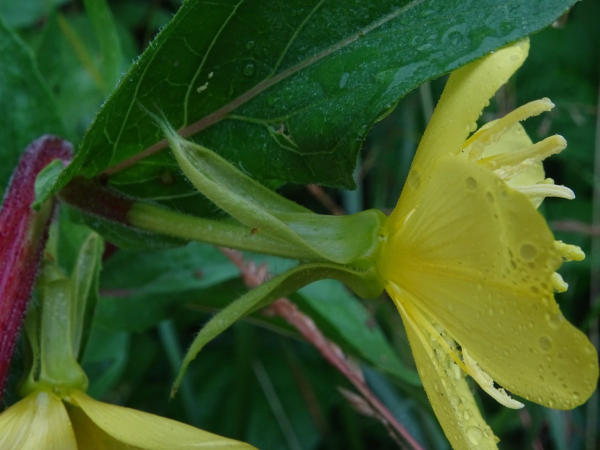 DSC00212.JPG