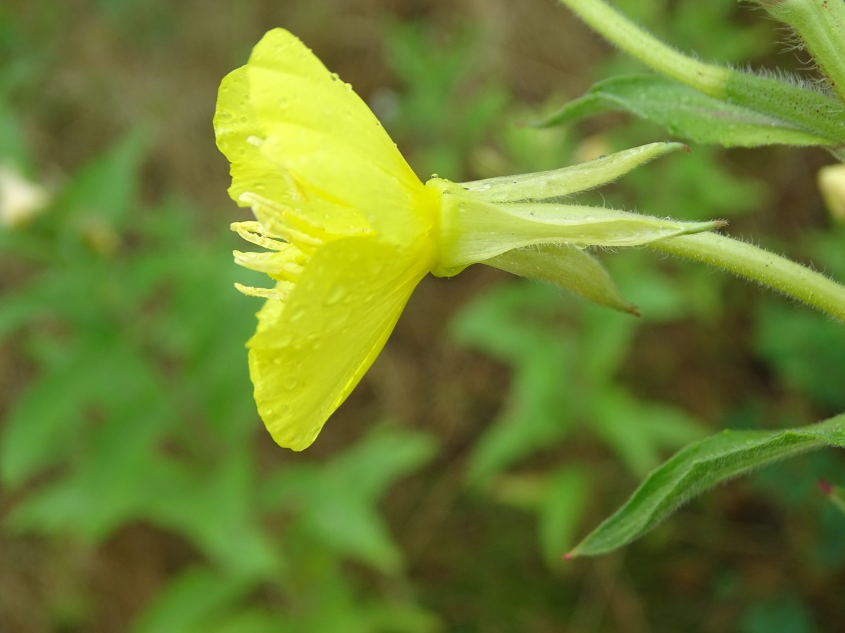 DSC00270.JPG