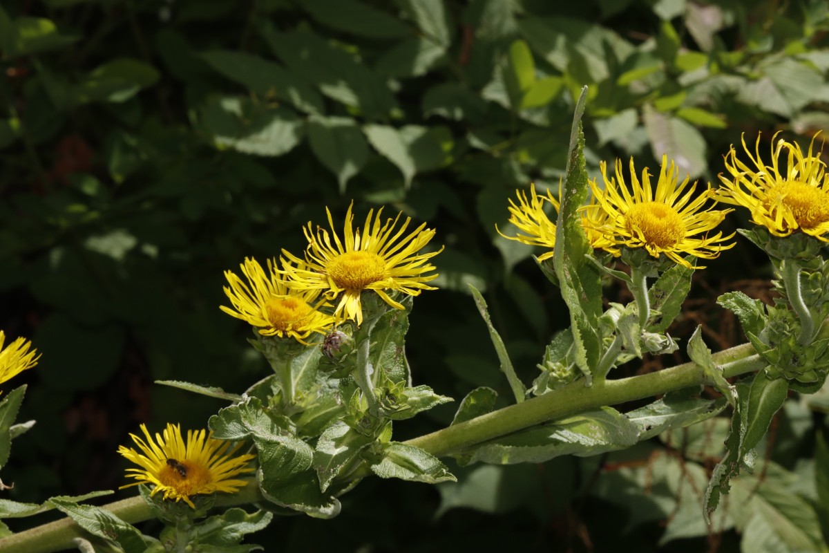 Inula racemosa GartenWe2025 A02.jpg