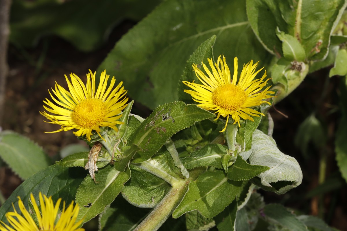 Inula racemosa GartenWe2025 A06.jpg