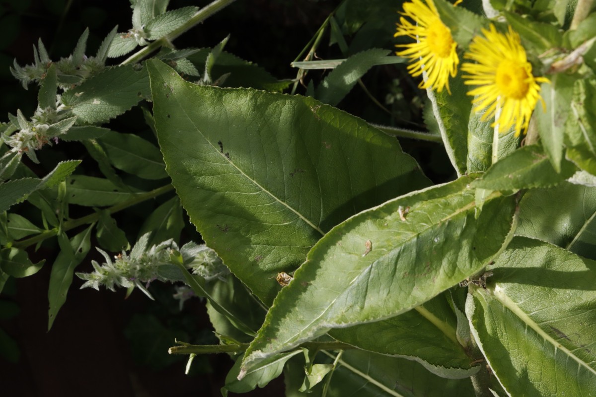 Inula racemosa GartenWe2025 A07.jpg
