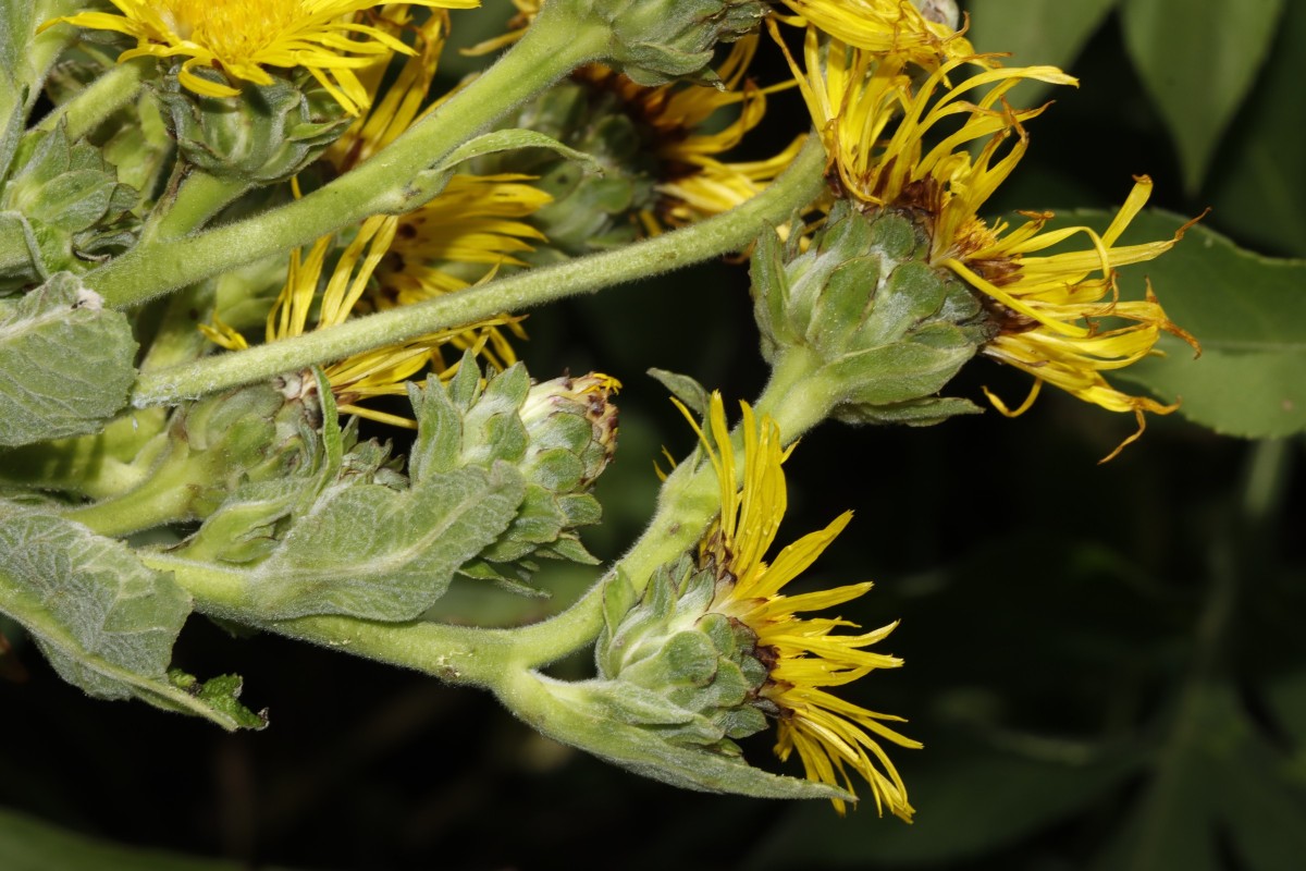 Inula racemosa GartenWe2025 A10.jpg