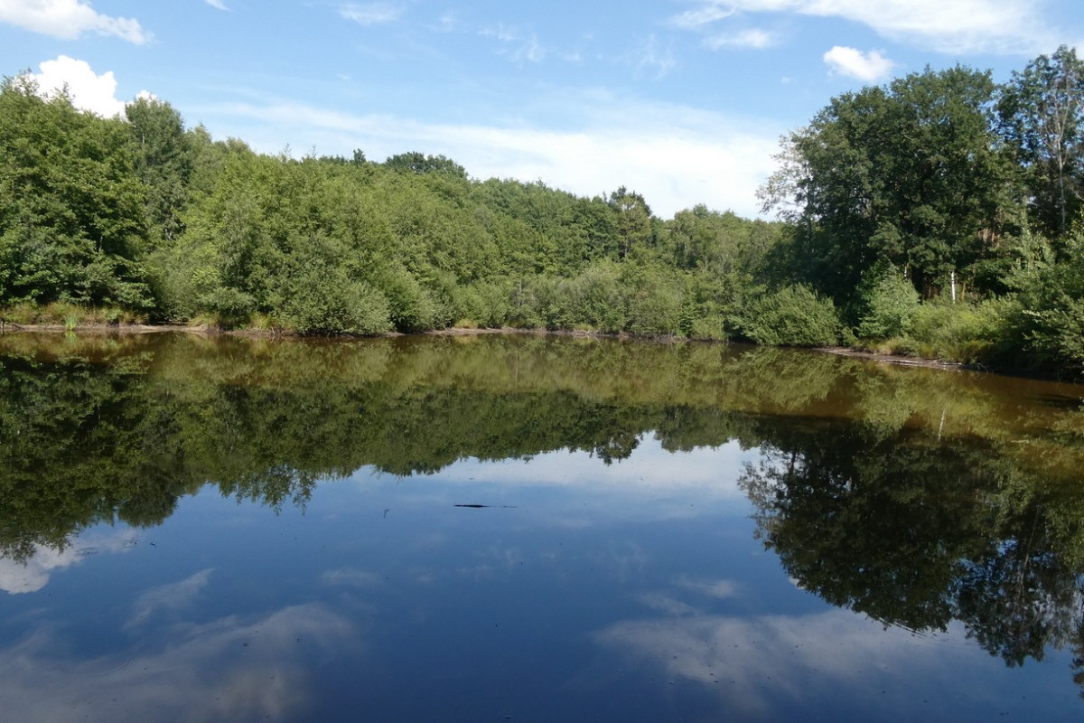 teich 2.JPG