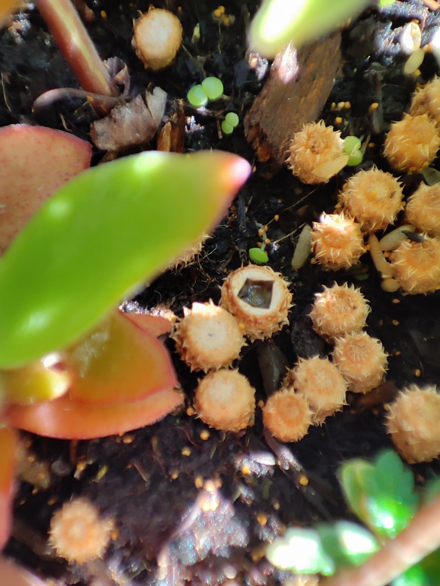 Dung-Teuerling (Cyathus stercoreus) IMG_20250722_131252.jpg