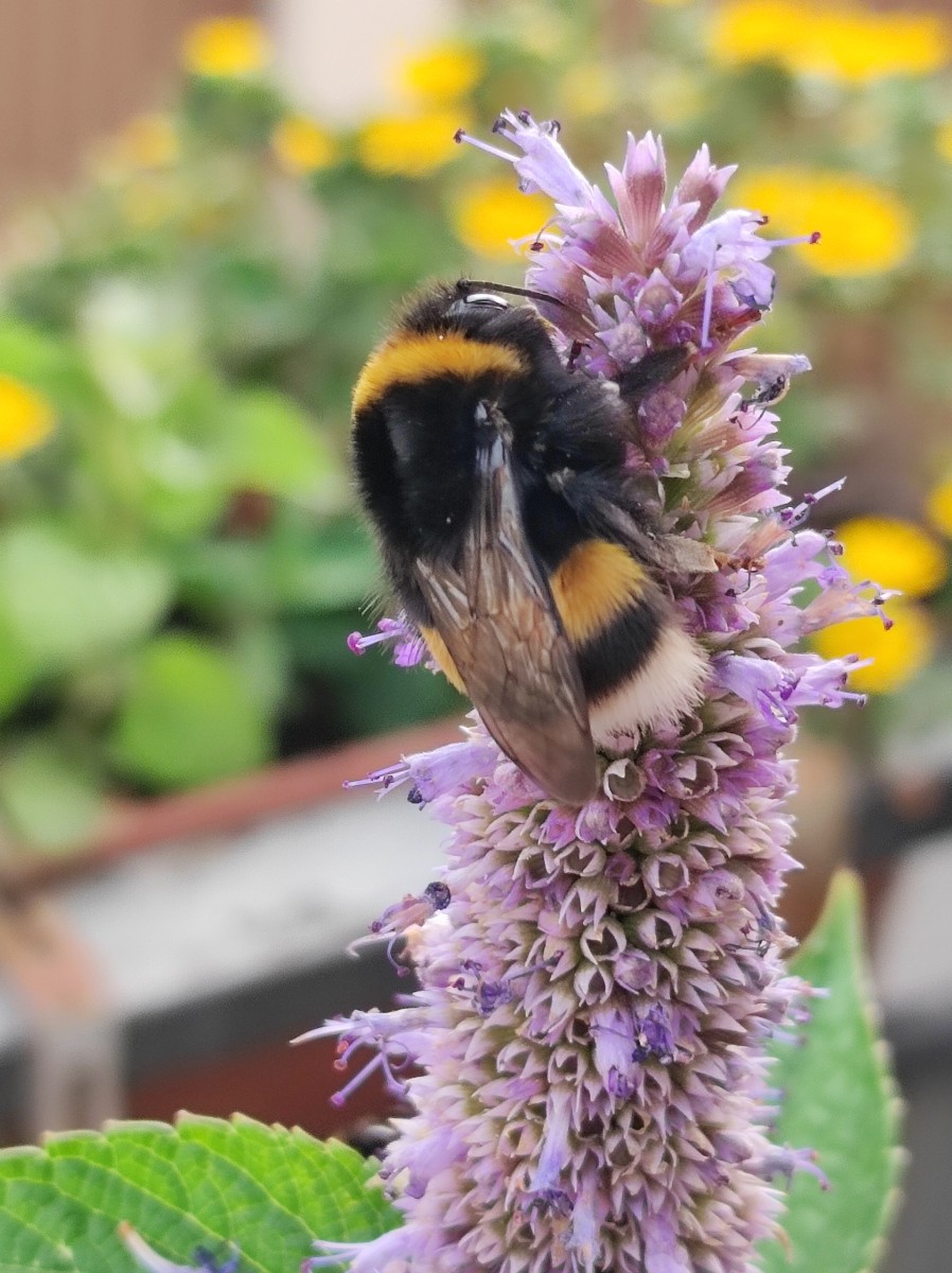 Bombus terrestris