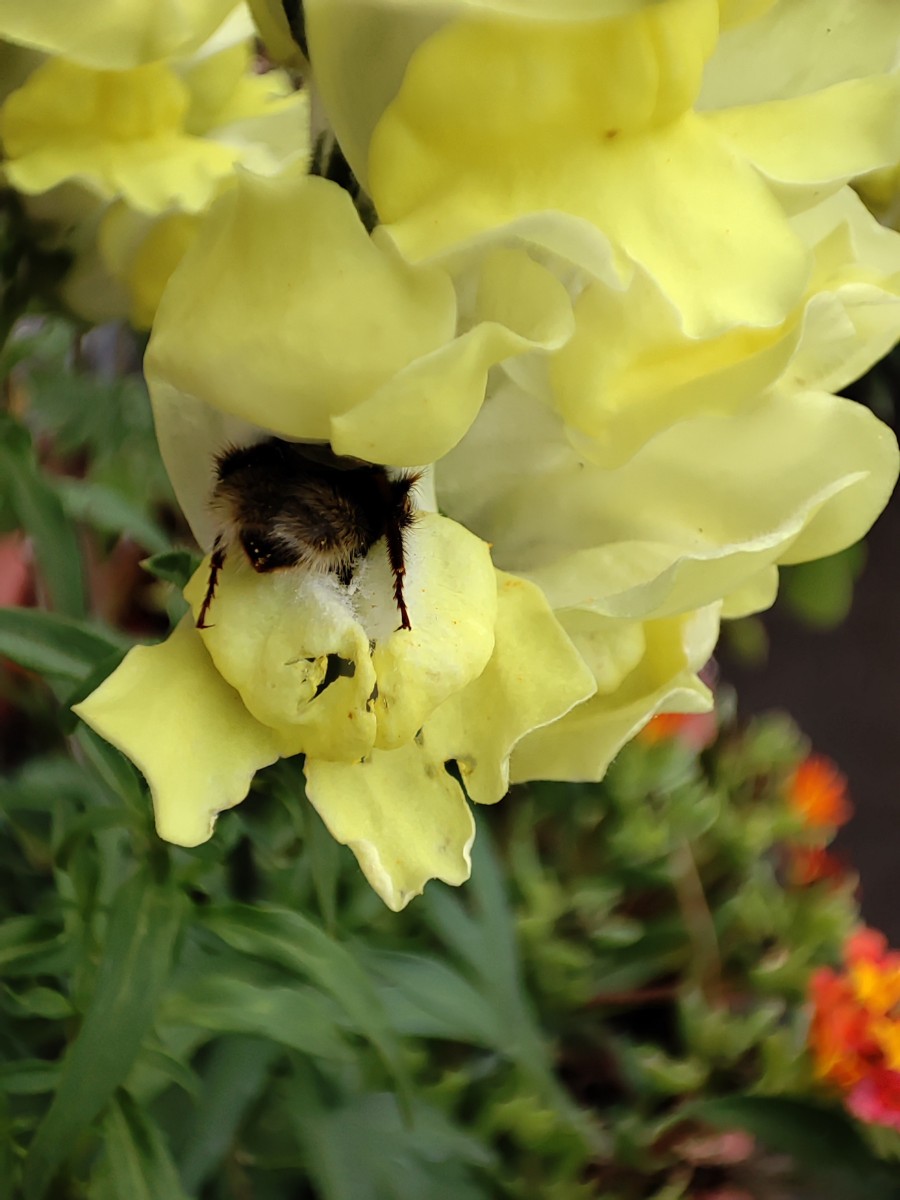 Bombus pascuorum im Schlund