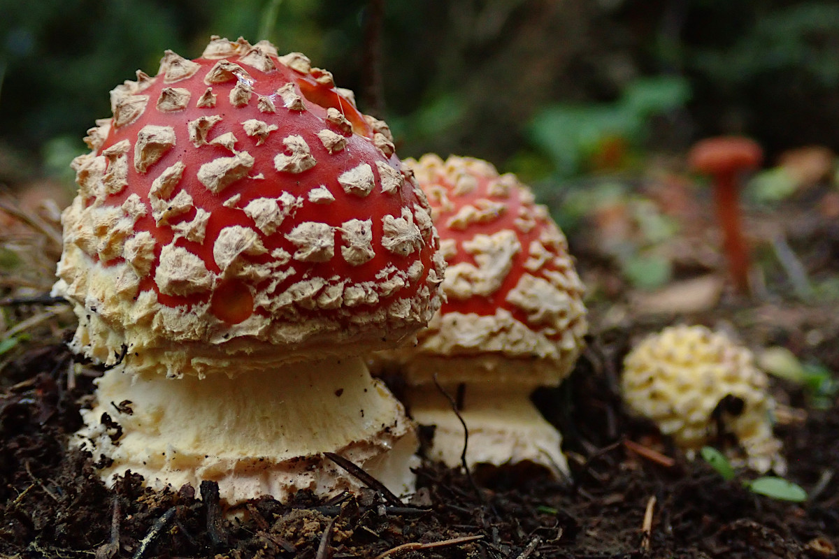 Amanita muscaria_10-2021.jpg