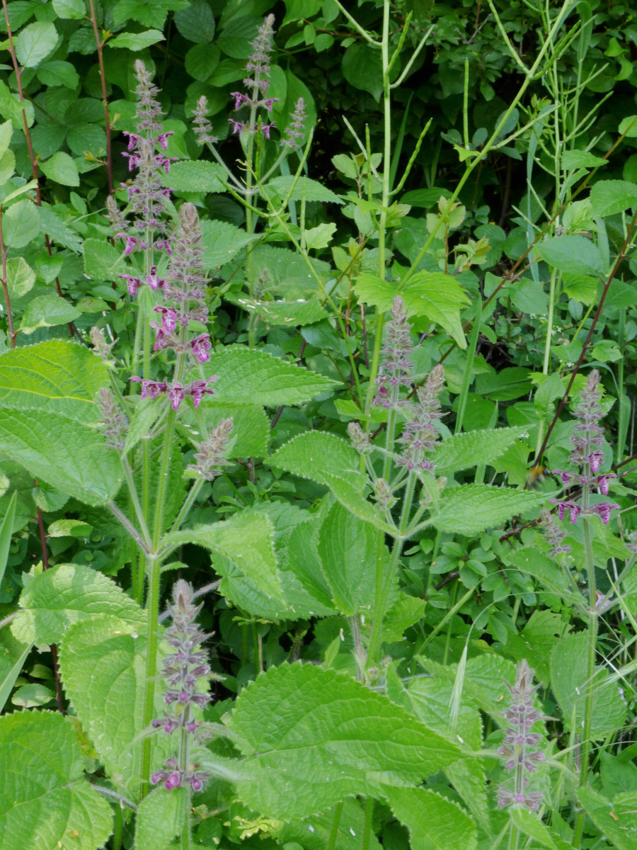 Stachys sylvatica-a_06-2015.jpg